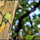 Vogel mit Migrationshintergrund