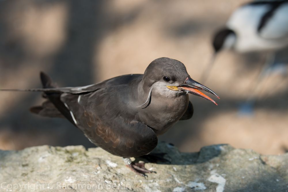 Vogel mit Modelavancen