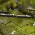 Vogel mit Nistmaterial, könnte das ein Zipzalp sein