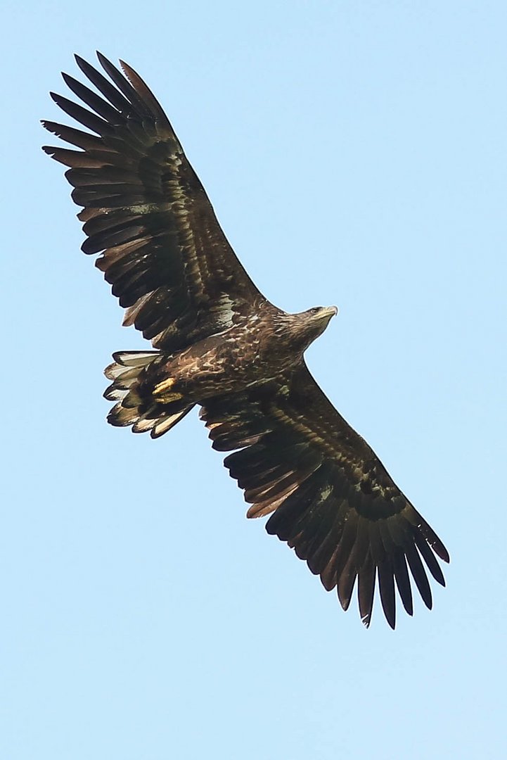 Vogel mit "querliegendem Gerüstbrett" im Flug