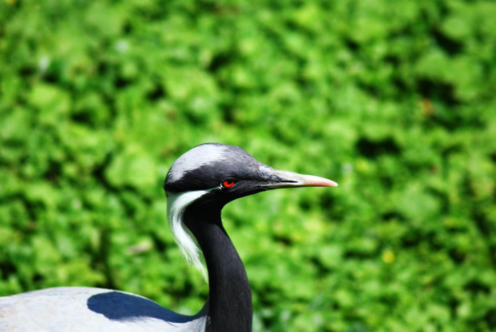 Vogel mit rotem Auge