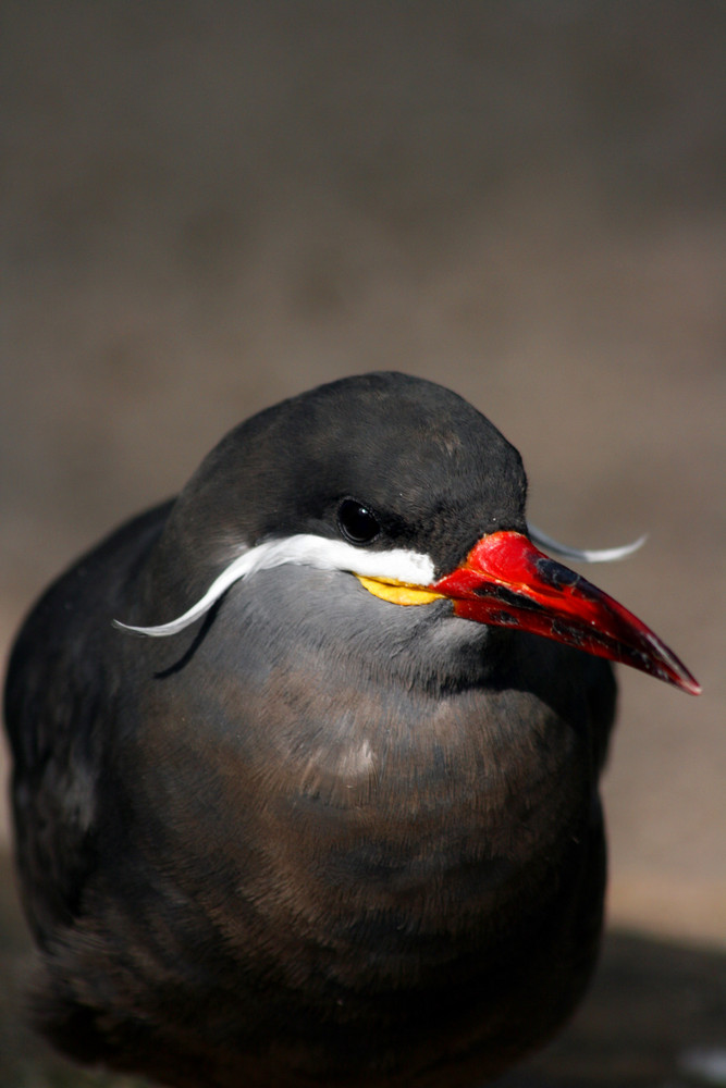 Vogel mit Schnurrbart im Zoo