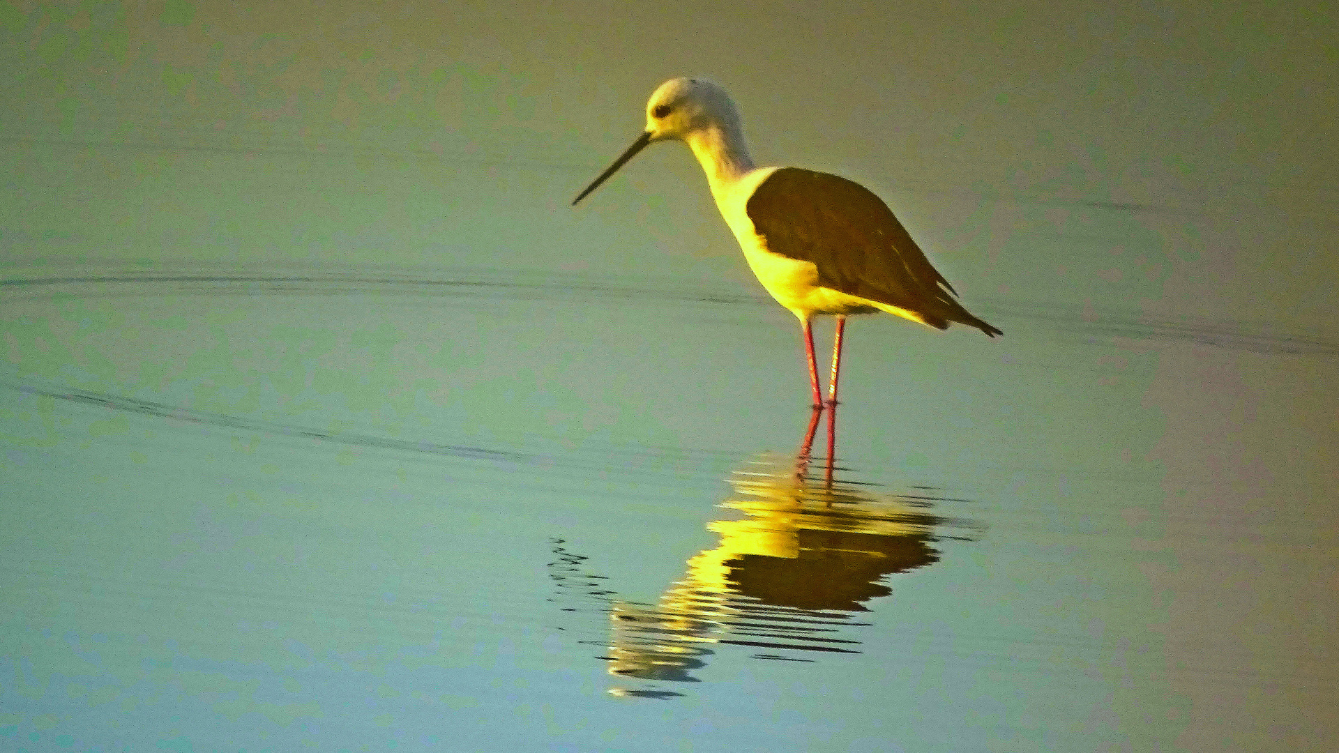 Vogel mit Spiegelung