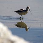 Vogel mit Spiegelung