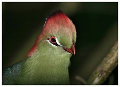 Vogel mit Star-allüren