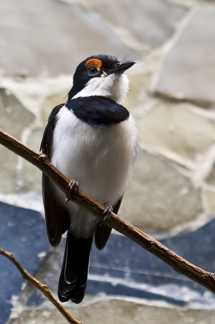 Vogel mit tollen Augen