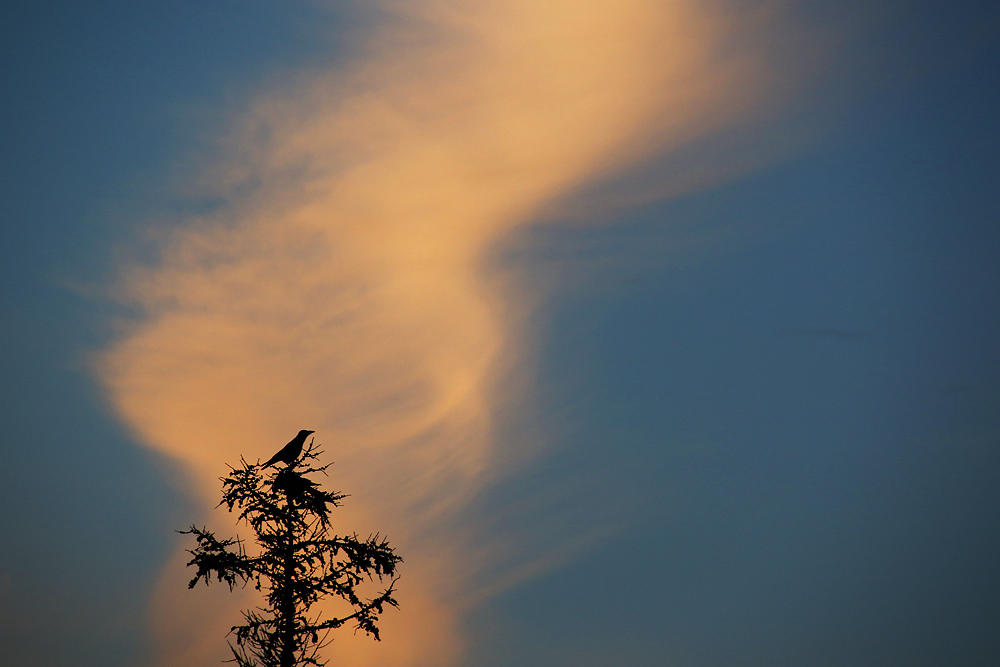 Vogel mit Übersicht