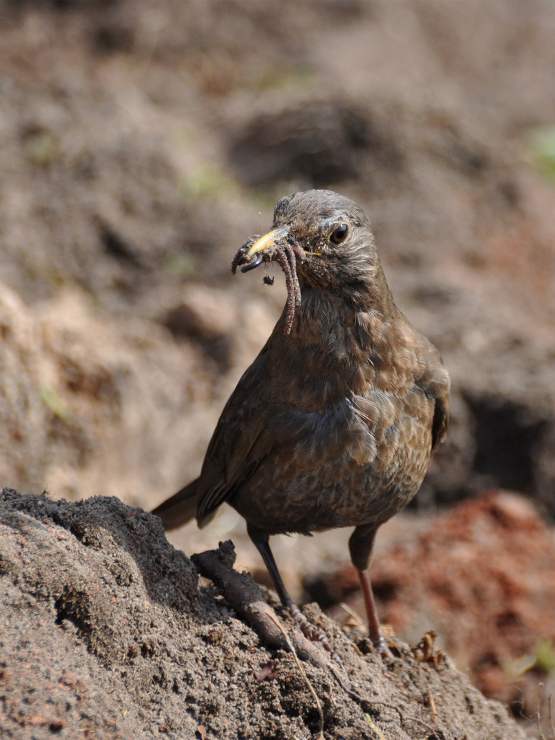 Vogel mit Würmern