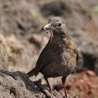 Vogel mit Würmern