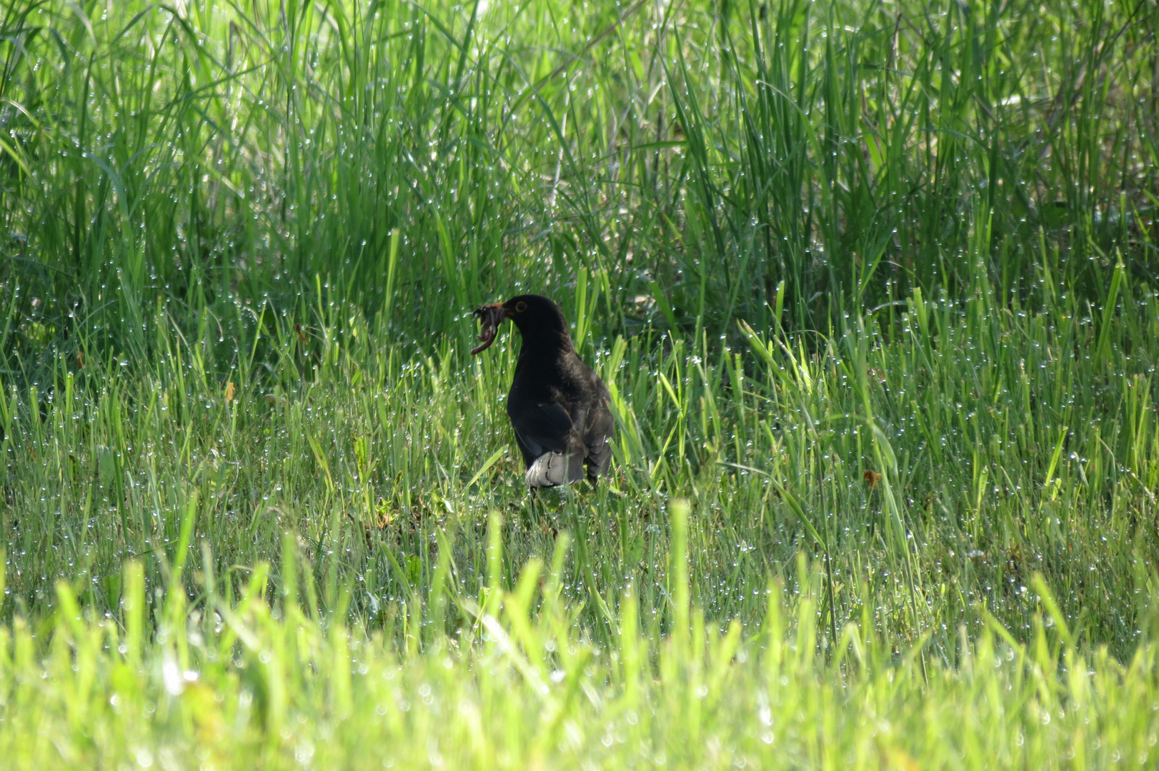 Vogel mit Würmern in der Wiese mit Morgentau