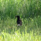 Vogel mit Würmern in der Wiese mit Morgentau