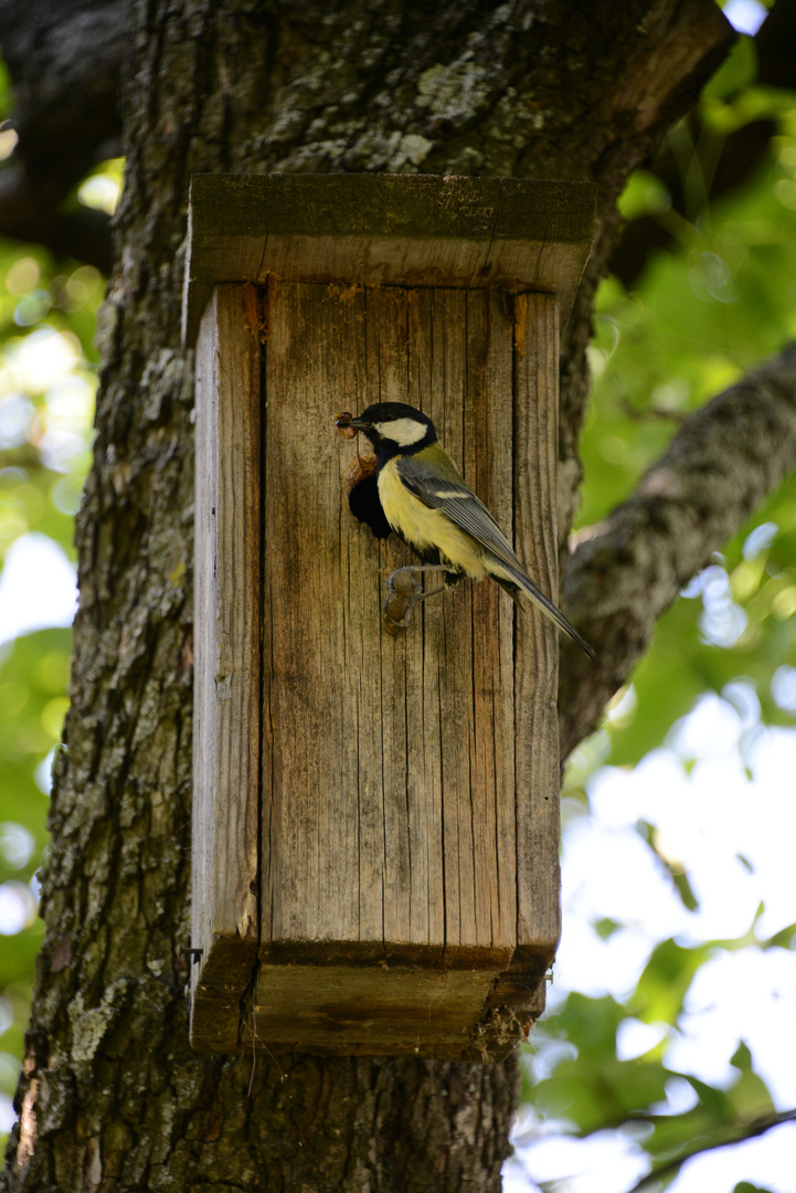 Vogel mit Wurm