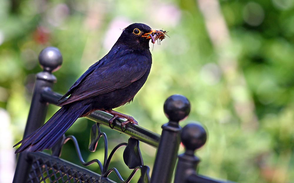 Vogel mit Wurm