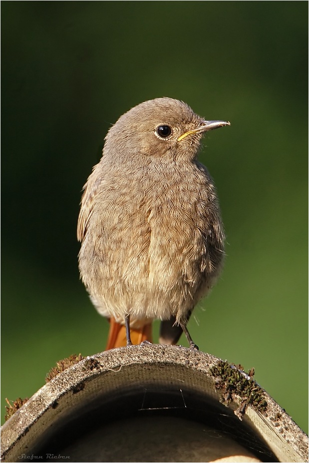 Vogel mittig