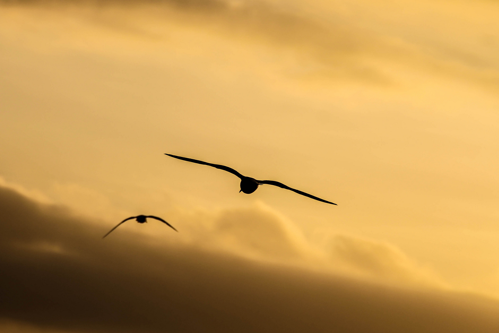 Vogel müsst' man sein, fliegen müsst' man könn'.