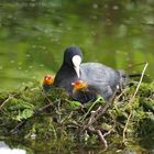 Vogel Nachwuchs bei der Mutter