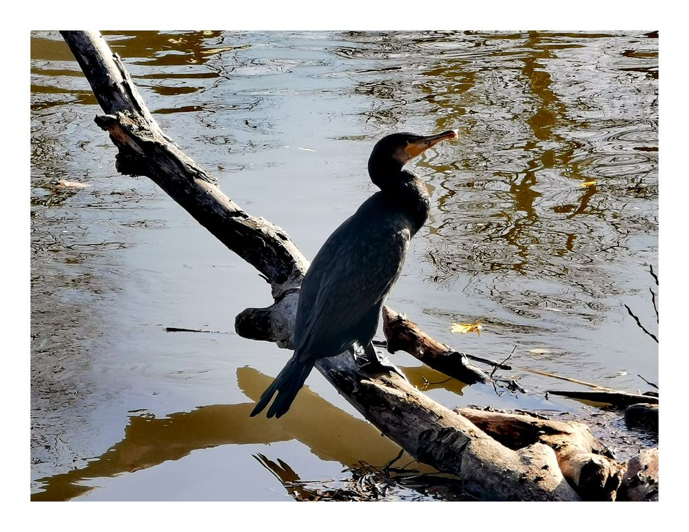 Vogel Neckar p30-25-043-col +6malVögel