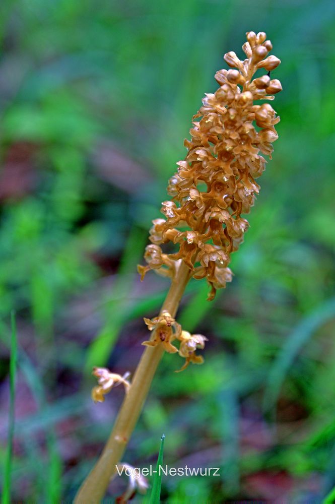 Vogel-Nestwurz