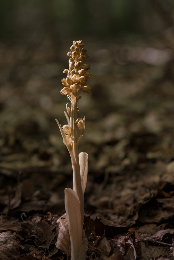 Vogel-Nestwurz (Neottia nidus-avis) - 1