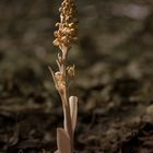 Vogel-Nestwurz (Neottia nidus-avis) - 1