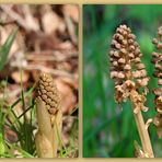 Vogel-Nestwurz (Neottia nidus-avis).