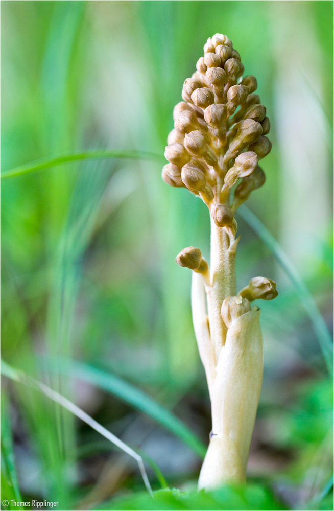 Vogel-Nestwurz (Neottia nidus-avis)