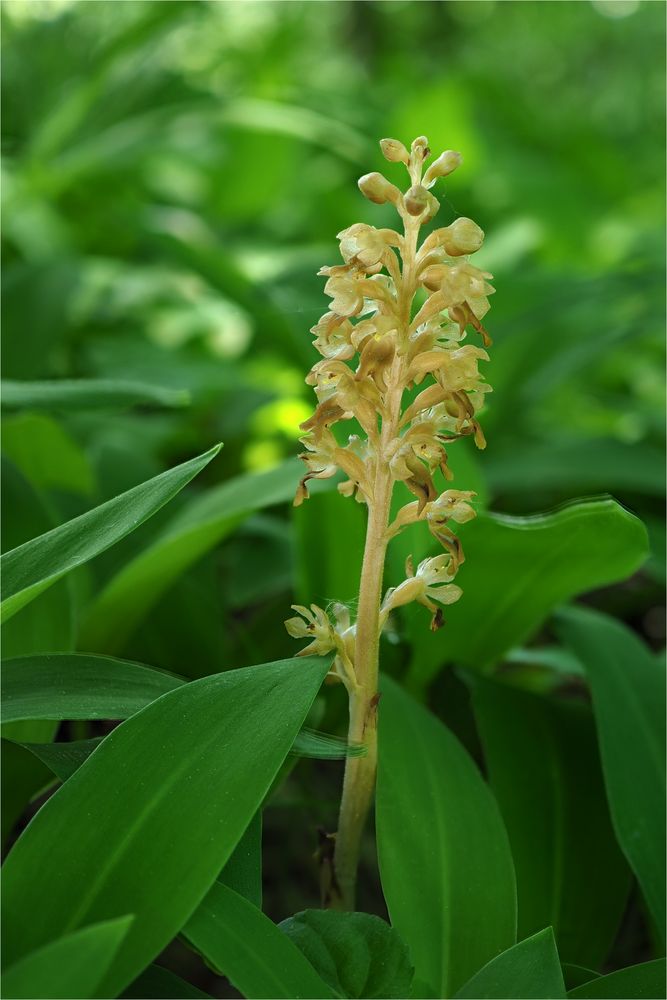 Vogel-Nestwurz (Neottia nidus-avis)