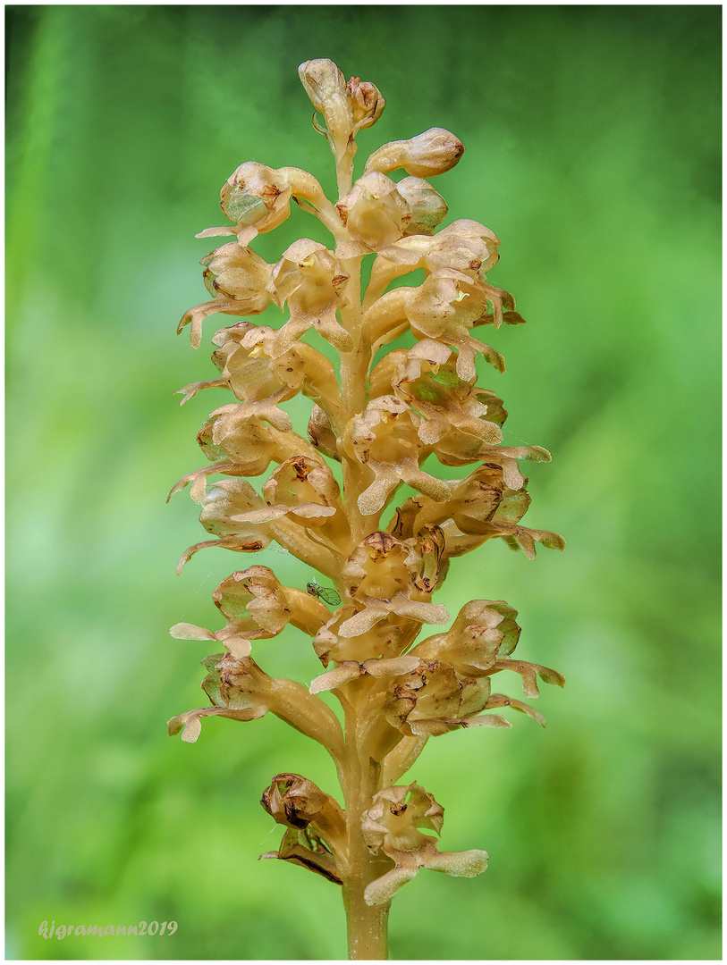 vogel-nestwurz (neottia nidus-avis) .....