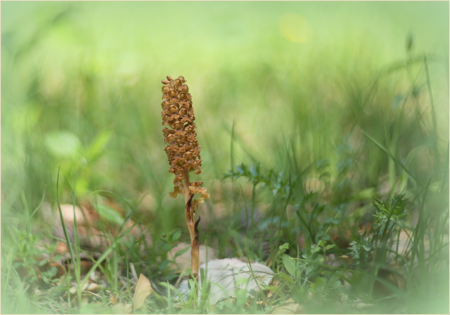 Vogel-Nestwurz (Neottia nidus-avis).