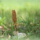 Vogel-Nestwurz (Neottia nidus-avis).