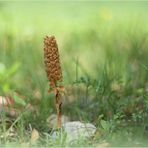 Vogel-Nestwurz (Neottia nidus-avis).