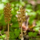 Vogel-Nestwurz (Neottia nidus-avis).