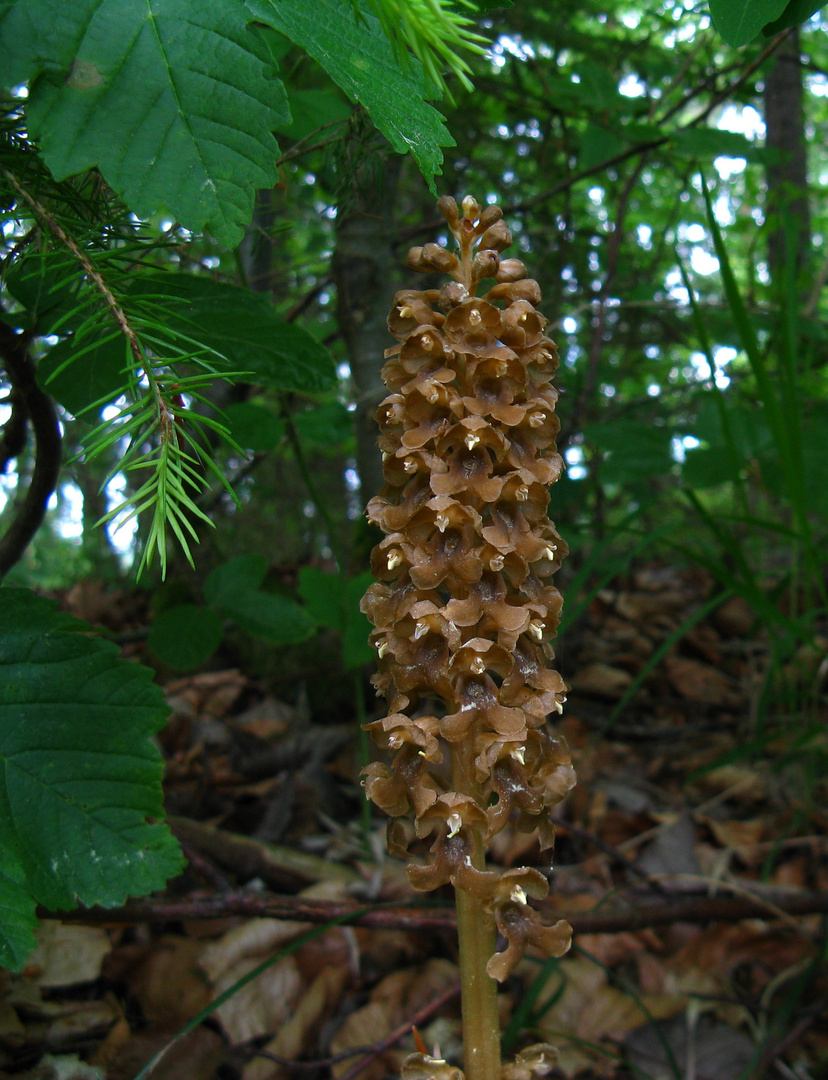 Vogel-Nestwurz (Neottia nidus-avis)