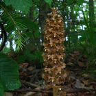 Vogel-Nestwurz (Neottia nidus-avis)