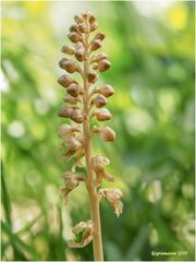 vogel-nestwurz (neottia nidus-avis)......