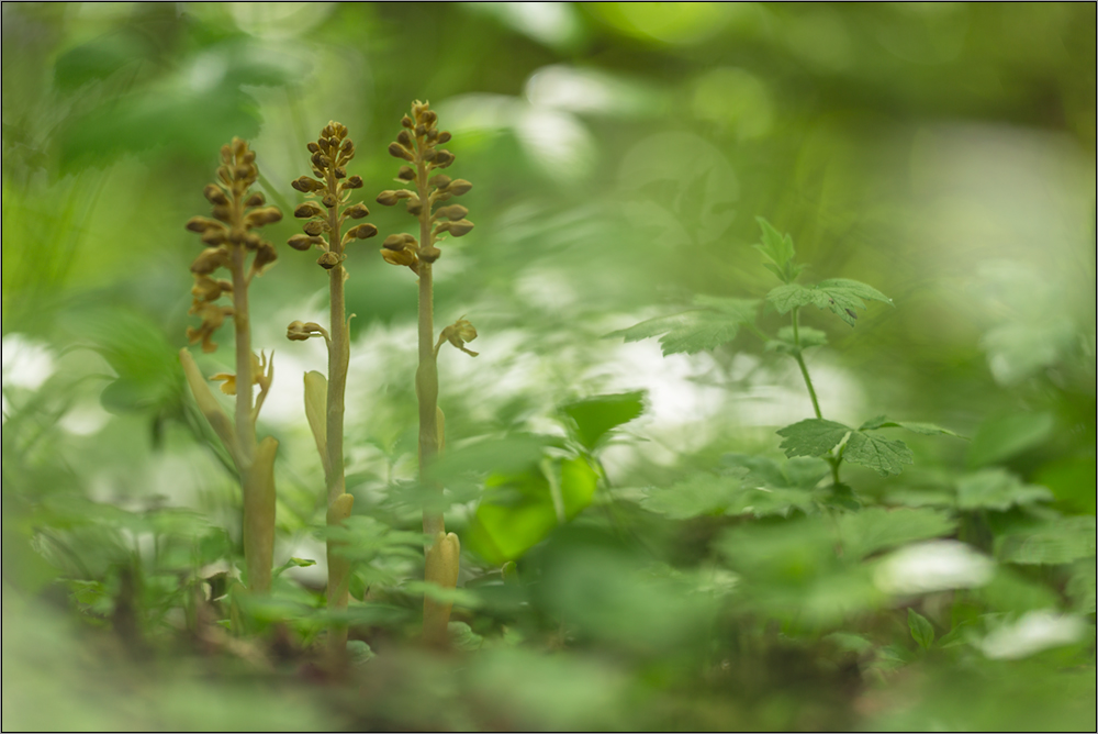 vogel-nestwurz ( neottia nidus-avis )