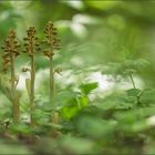 vogel-nestwurz ( neottia nidus-avis )