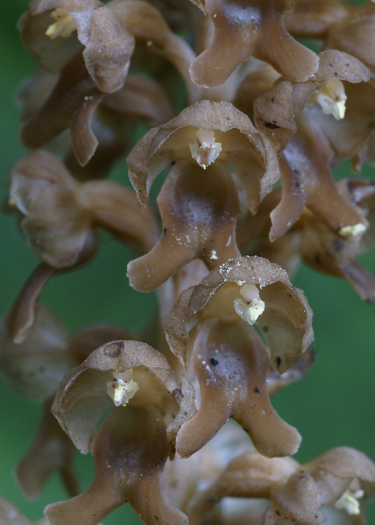 Vogel Nestwurz (Neottia nidus-avis)