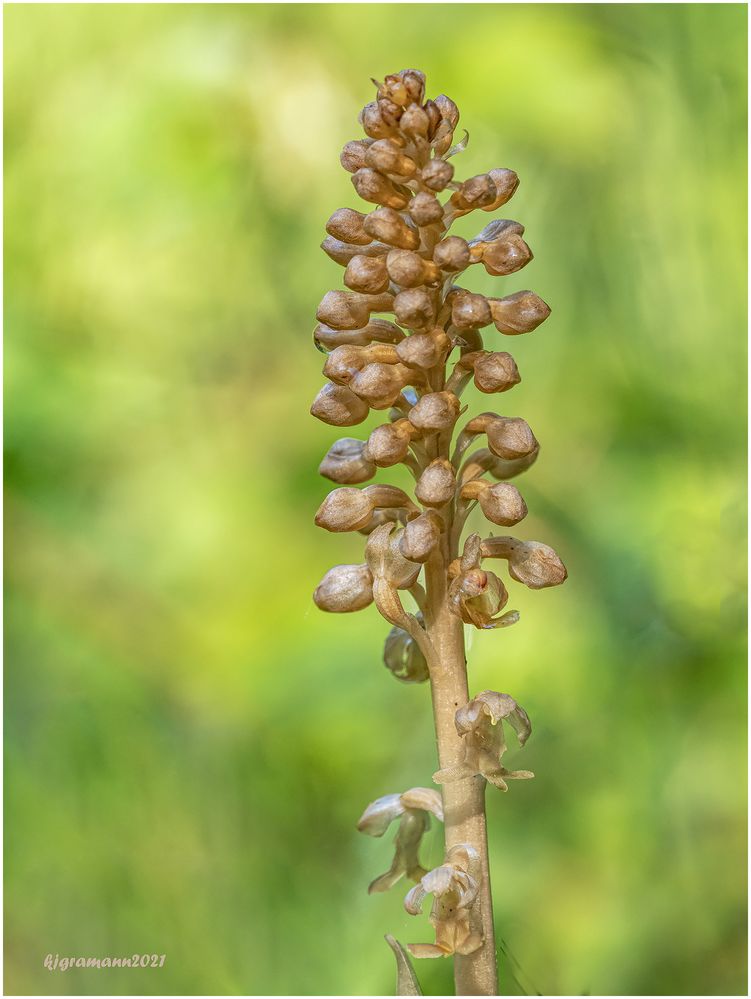 Vogel-Nestwurz (Neottia nidus-avis) ....