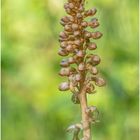 Vogel-Nestwurz (Neottia nidus-avis) ....