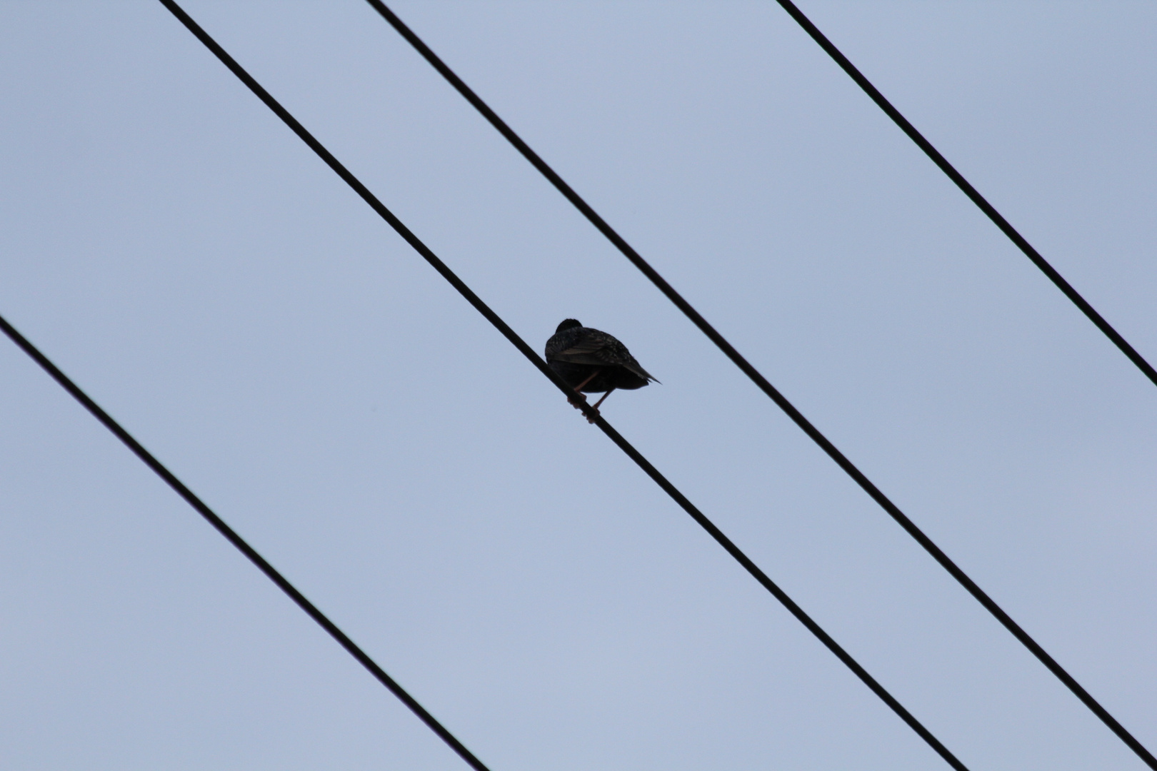 Vogel Nr. 2 zu dunkel