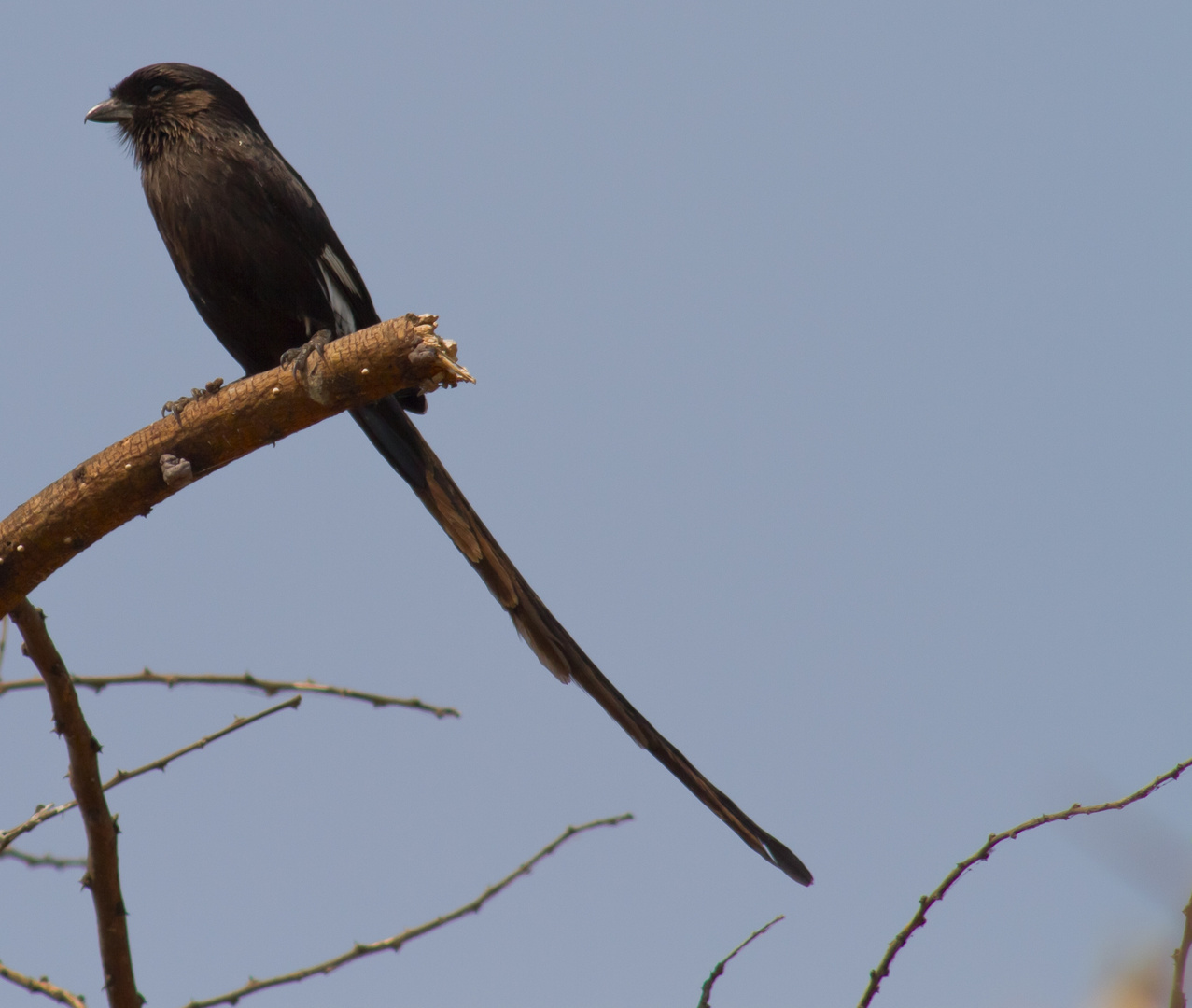 Vogel , nur Welcher