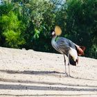 Vogel Oasispark Fuerteventura 