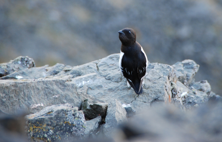 Vogel oberhalb von Longyearbyen - Spitzbergen - Norwegen - Juli 2007