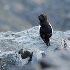 Vogel oberhalb von Longyearbyen - Spitzbergen - Norwegen - Juli 2007