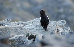 Vogel oberhalb von Longyearbyen - Spitzbergen - Norwegen - Juli 2007