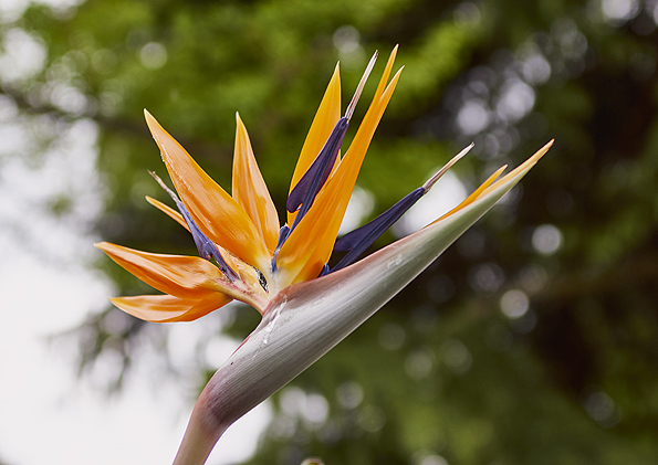 Vogel oder Blüte?