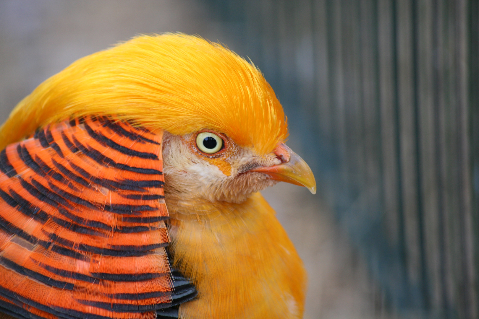 Vogel oder Tiger?