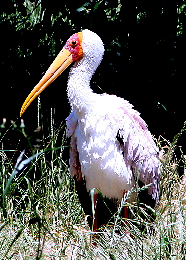 Vogel "ohne" Namen