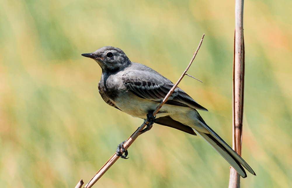 Vogel ohne Namen 